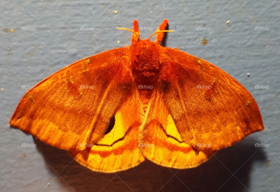 red moth. red moth on wall
