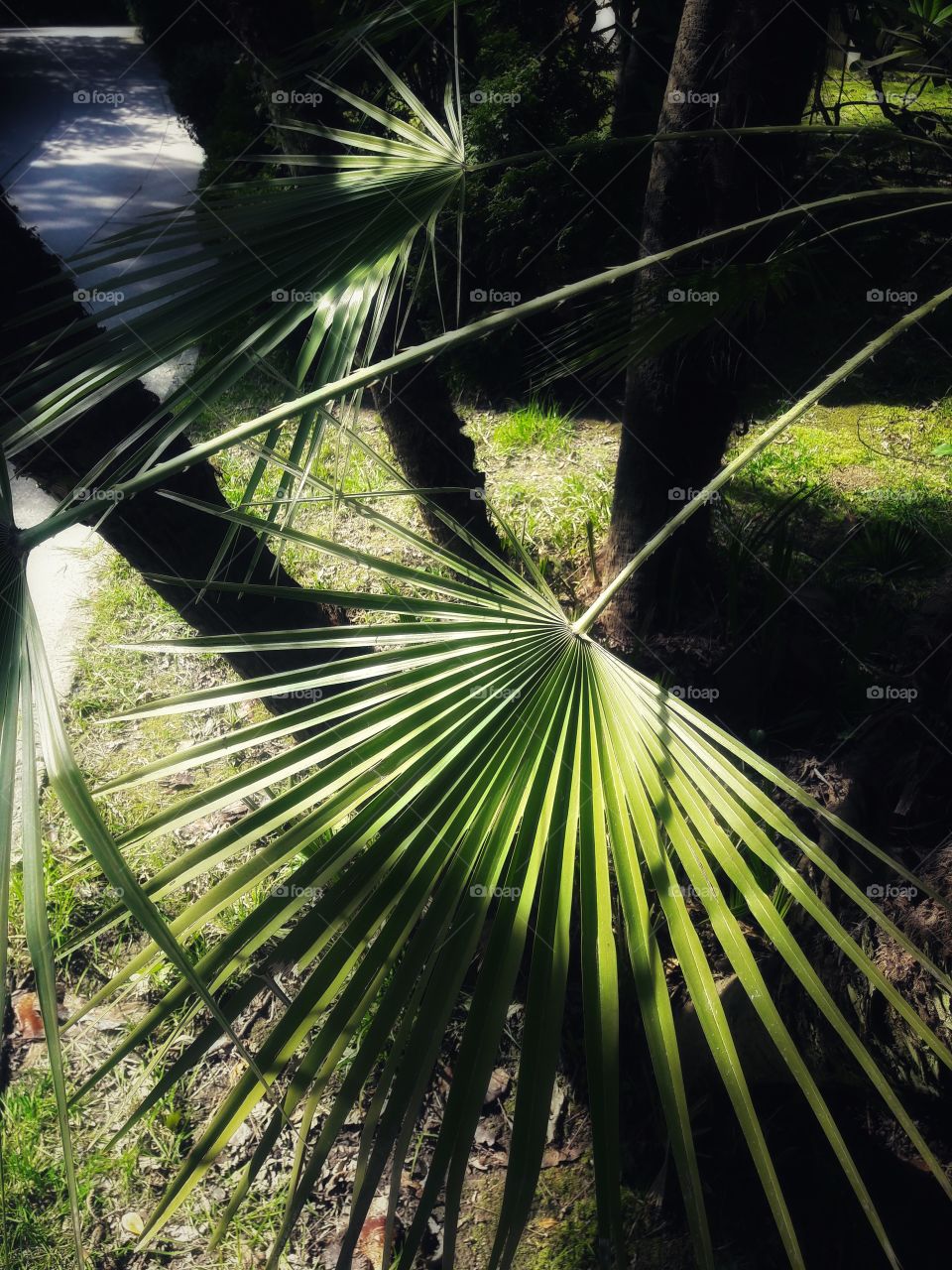Tropical, Nature, Tree, Palm, Wood