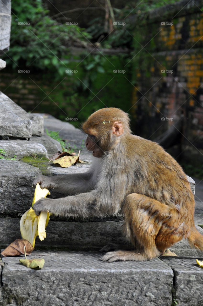 Monkey, Nature, Mammal, Wildlife, Primate