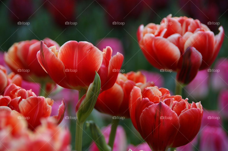 Close-up of red tulip flowers