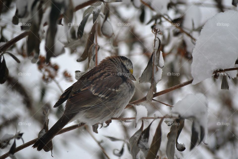 birds in snow