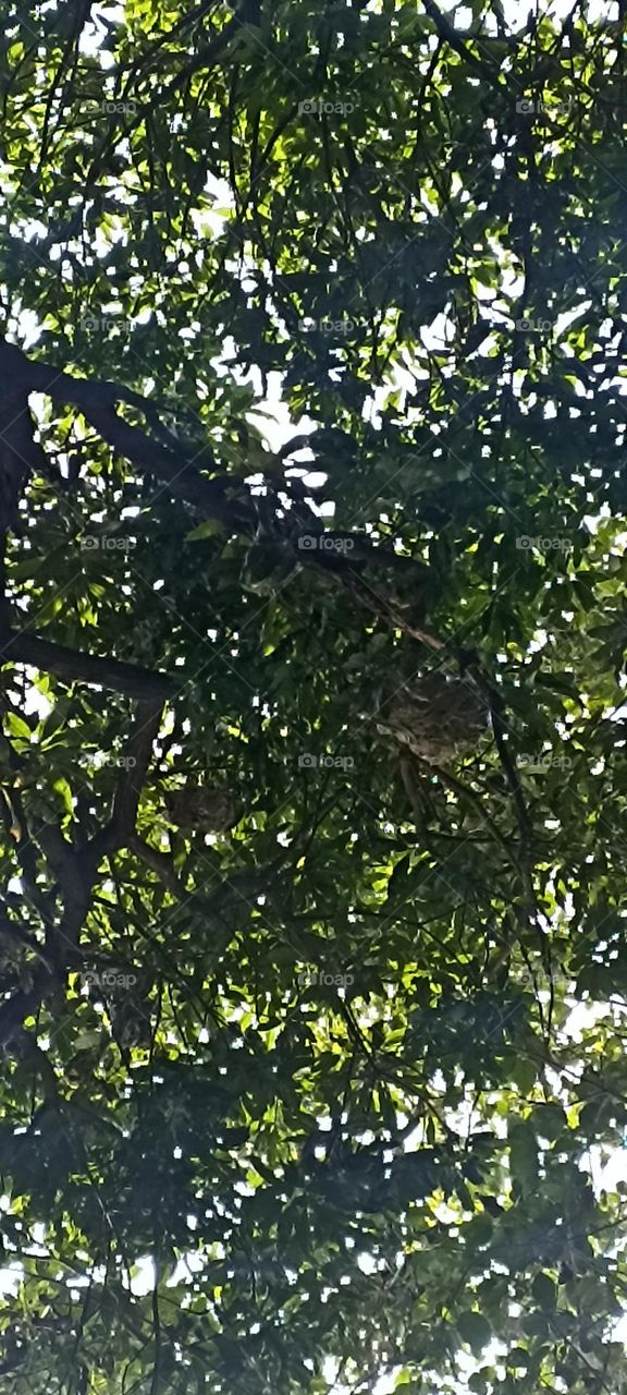 Asian weaver ant (antcube) found in tropical Asia . these ants form colonies with multiple nests in trees.