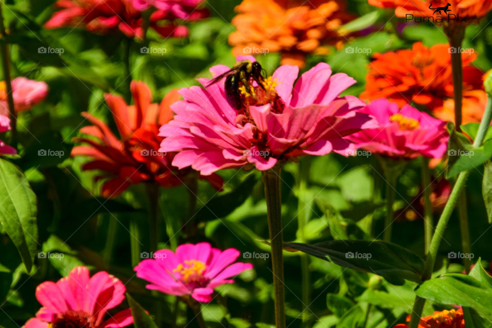 colorful wildflowers with a bee