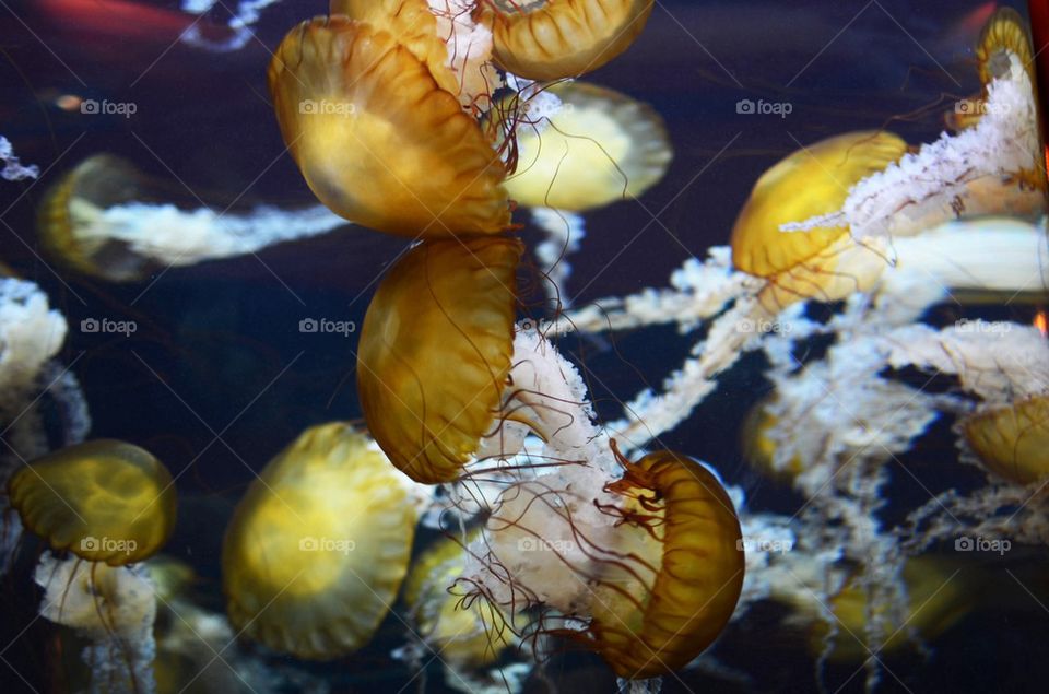Jellyfish