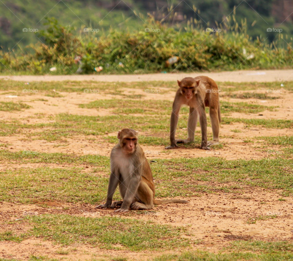 Identical monkeys in search of food