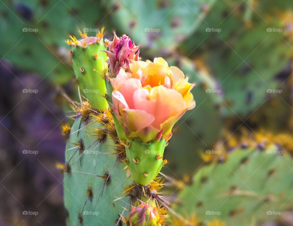 Desert Flower 