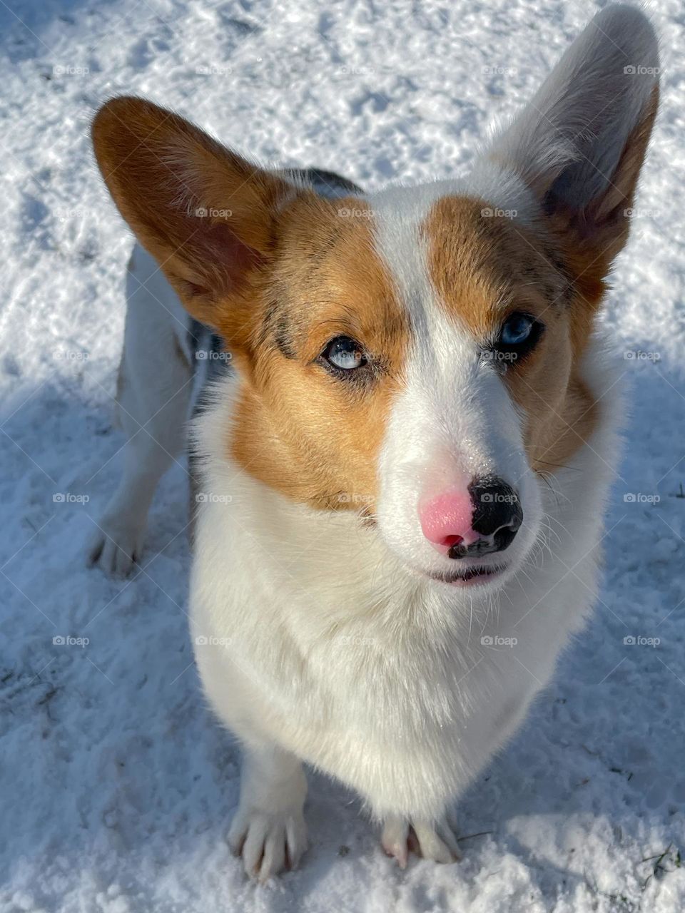 Corgi pup puppy dog dogs puppie pet lover pets canine animal cute adorable outdoors outside snow blue eyes speckle nose good times playing phone photography winter day daytime cold weather 