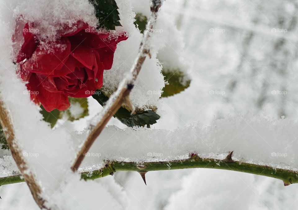 Color in the White of Winter; Red Rose frozen during a Winter Storm in Northeast Pennsylvania USA