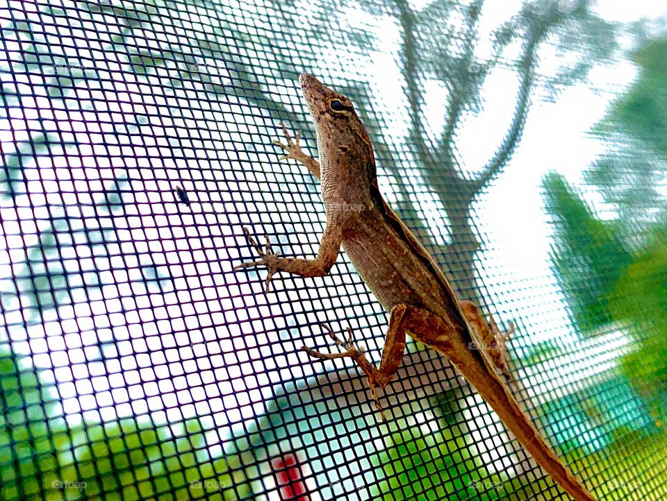 Florida Scrub Lizard Climbing And Walking Fast And Quickly But Still Observe Being Curious On the Screen Of The Pool Enclosure.