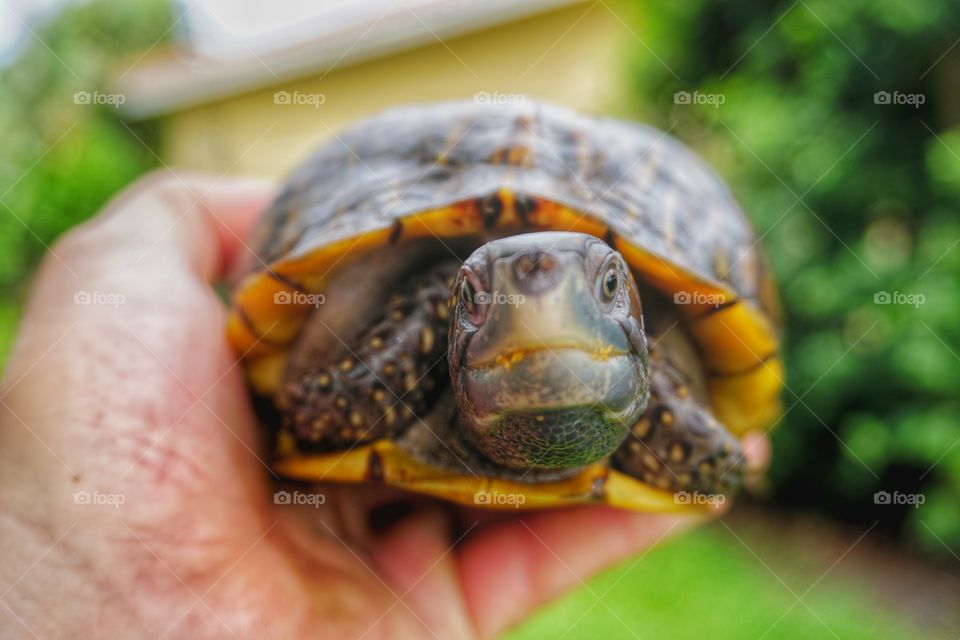 Person holding turtle with care