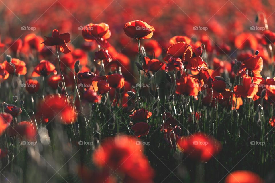 Red poppies field