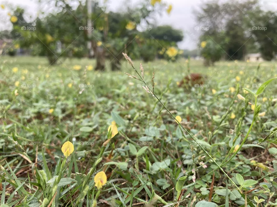 Tiny garden