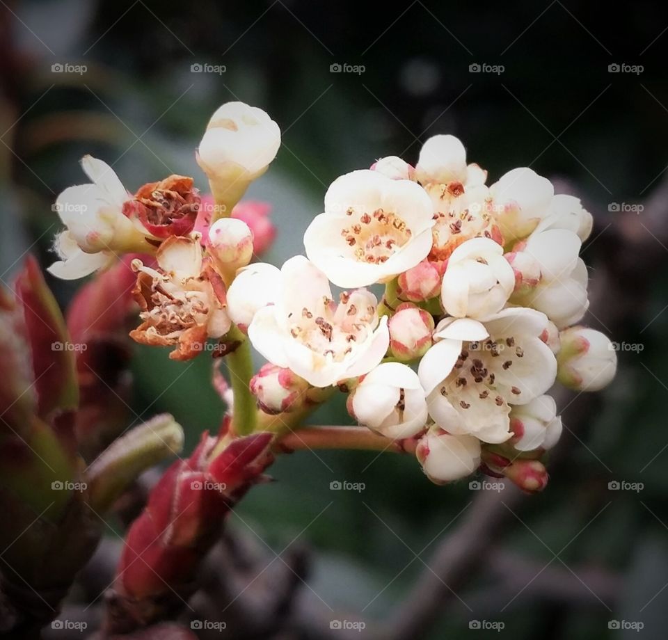 Red tip Photenia flower and buds beautiful mother nature