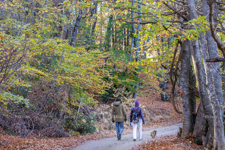 People with their dog walking in the forest