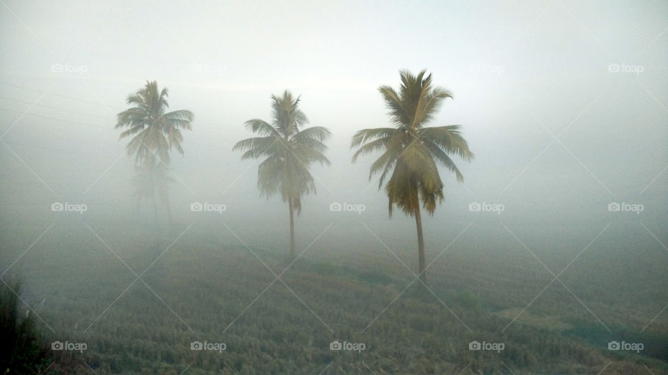 A foggy morning amidst the farms
