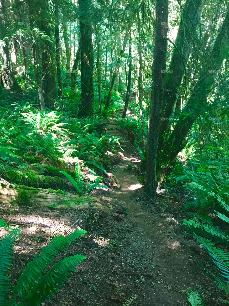 Osprey Trail, Port Ludlow, WA - Olympic Peninsula 