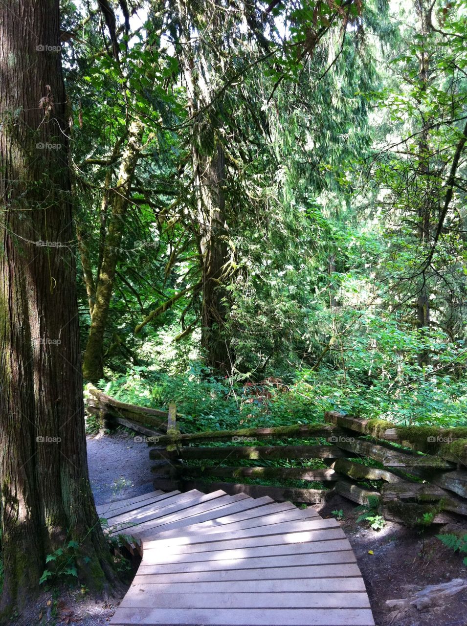 Cliff Park Forest trails. 