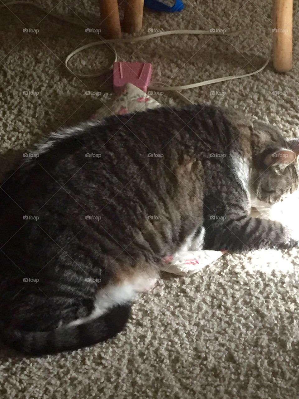 Fat lazy cat