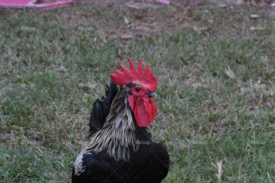 Rooster in my yard
