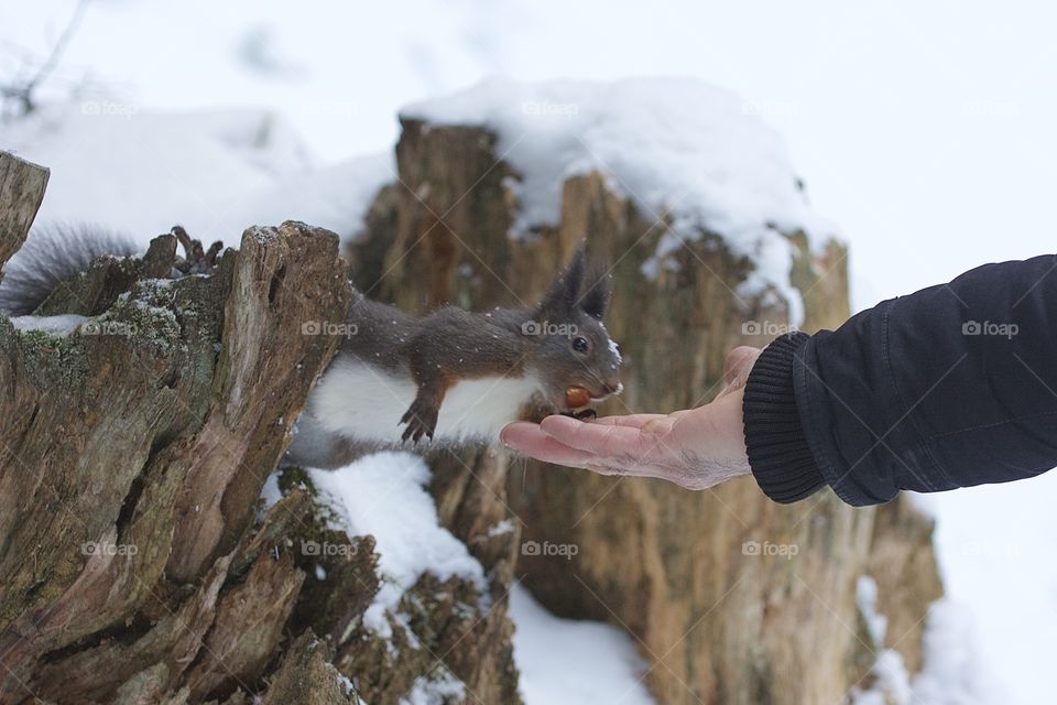 Squirrel Eating A Nut From Human Hand
