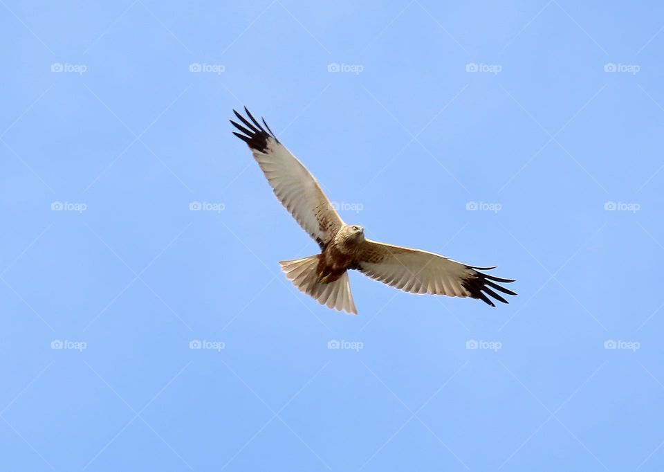 Harrier in flight