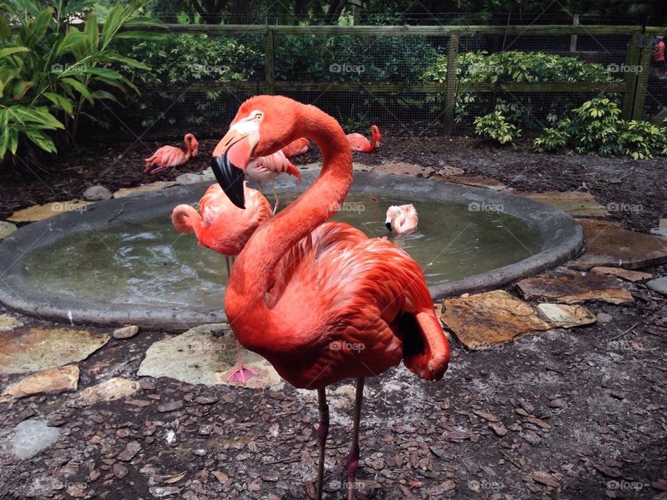 Confused Flamingo