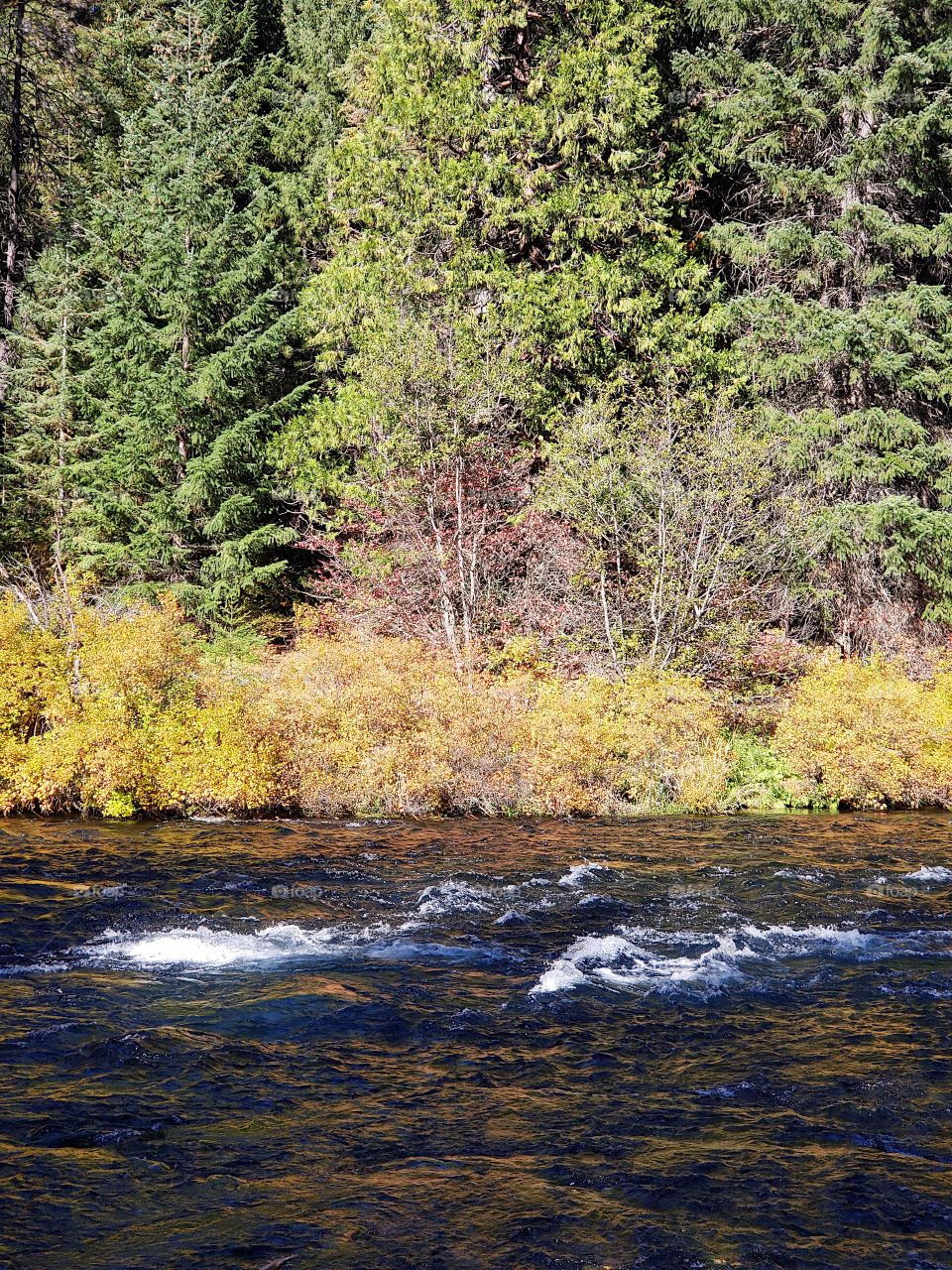 Stunning fall colors on the riverbanks of the turquoise waters of the Metolius River at Wizard Falls in Central Oregon on a sunny autumn morning.