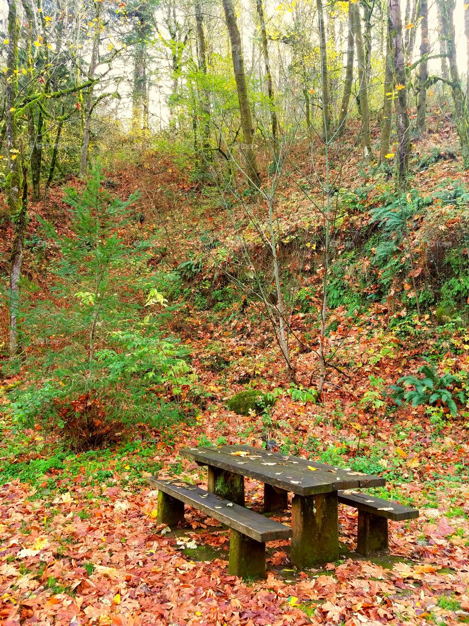 Leaf, Wood, Fall, Nature, Tree