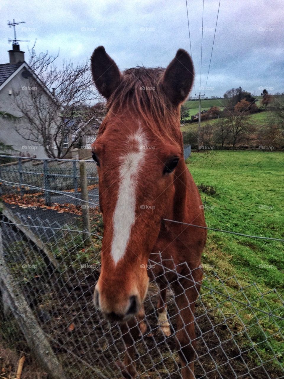 Brown horse near the fence on a farm 