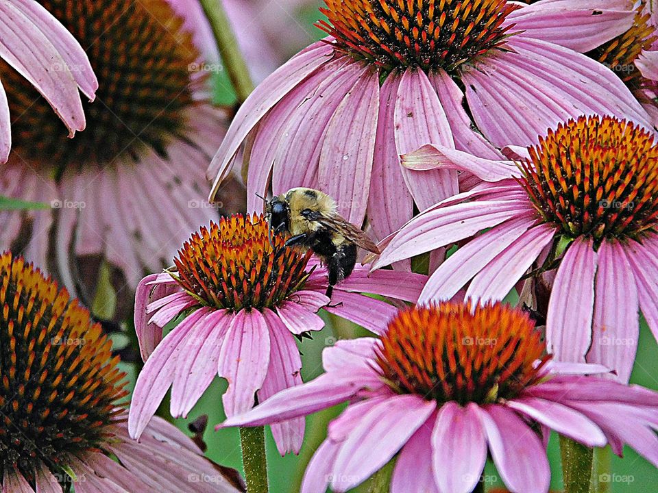 The glorious Mother Nature - Coneflower daisylike blooms with prominent centers entice BEEs, butterflies, hummingbirds and passersby alike