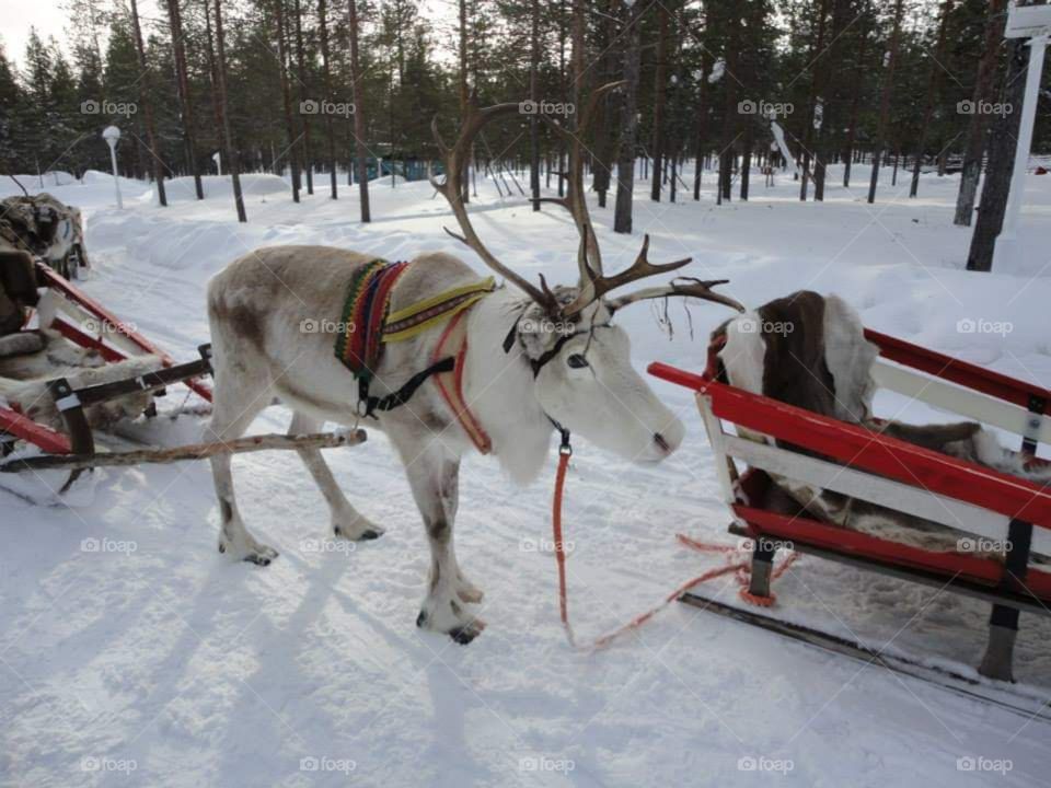 Reindeer