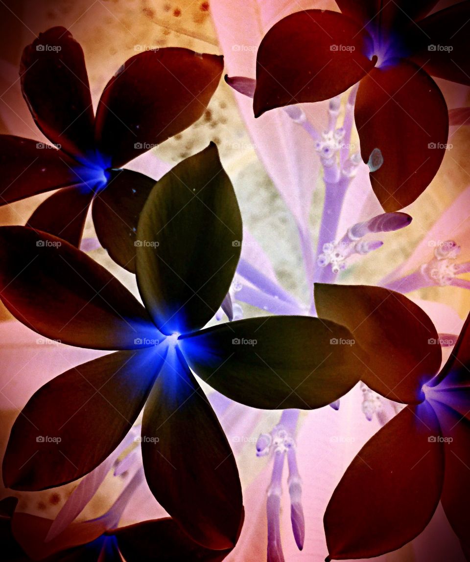 Psychedelic  flowers. Psychedelic flowers