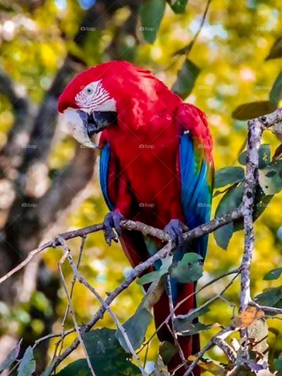 Red macaw on a tree branch