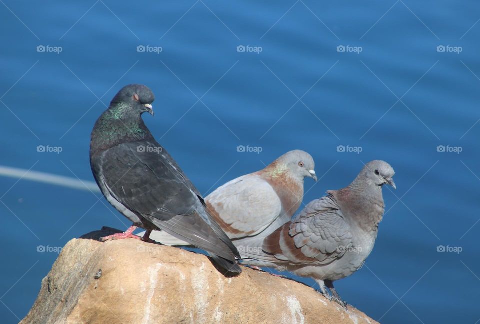 Three Pigeons on a Rock