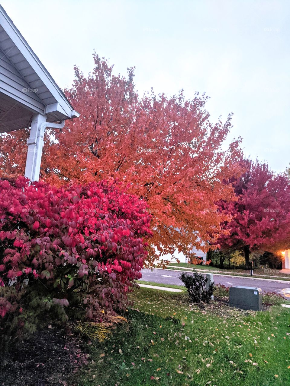 Nature ❤️ Nature is beautiful with different colours of flowers and trees and it is more beautiful with the radient blue sky ❤️❤️❤️