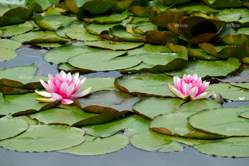 Blooming  lotus