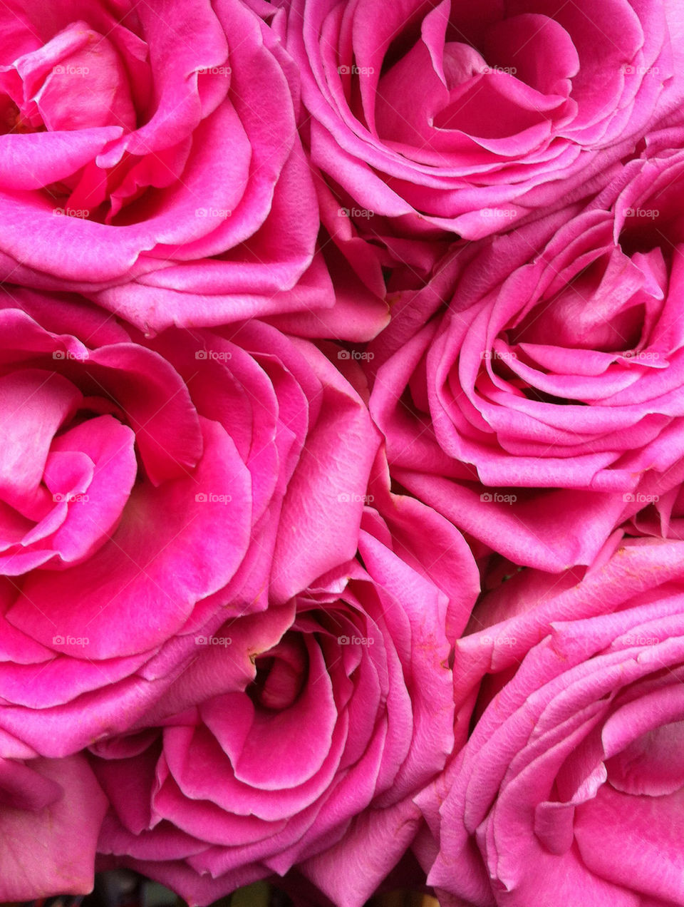 Pink roses