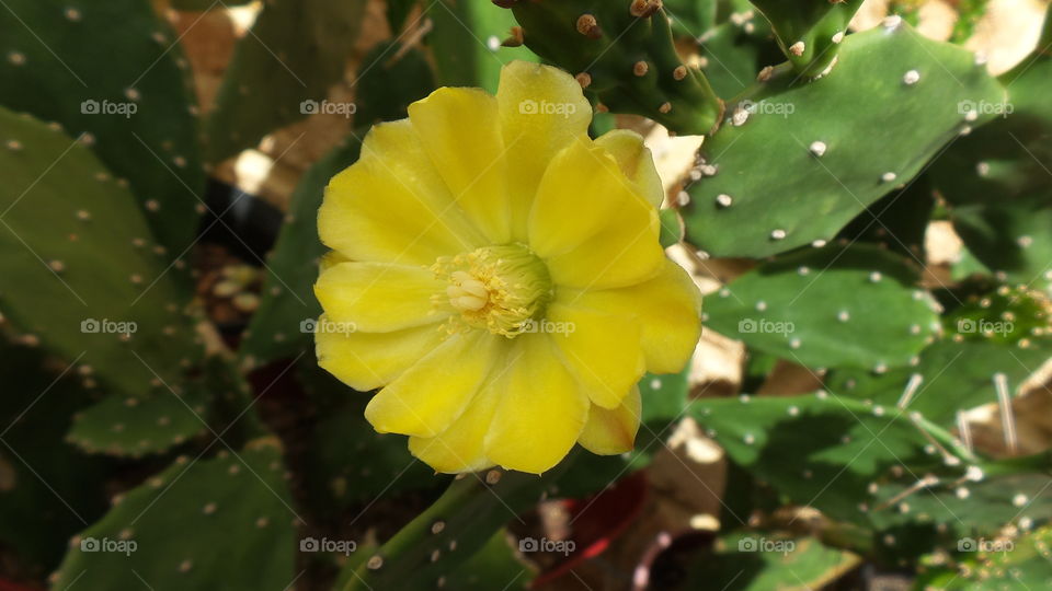 yellow Cactus