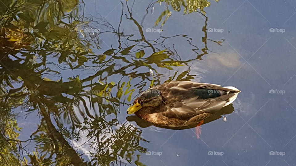 Female duck