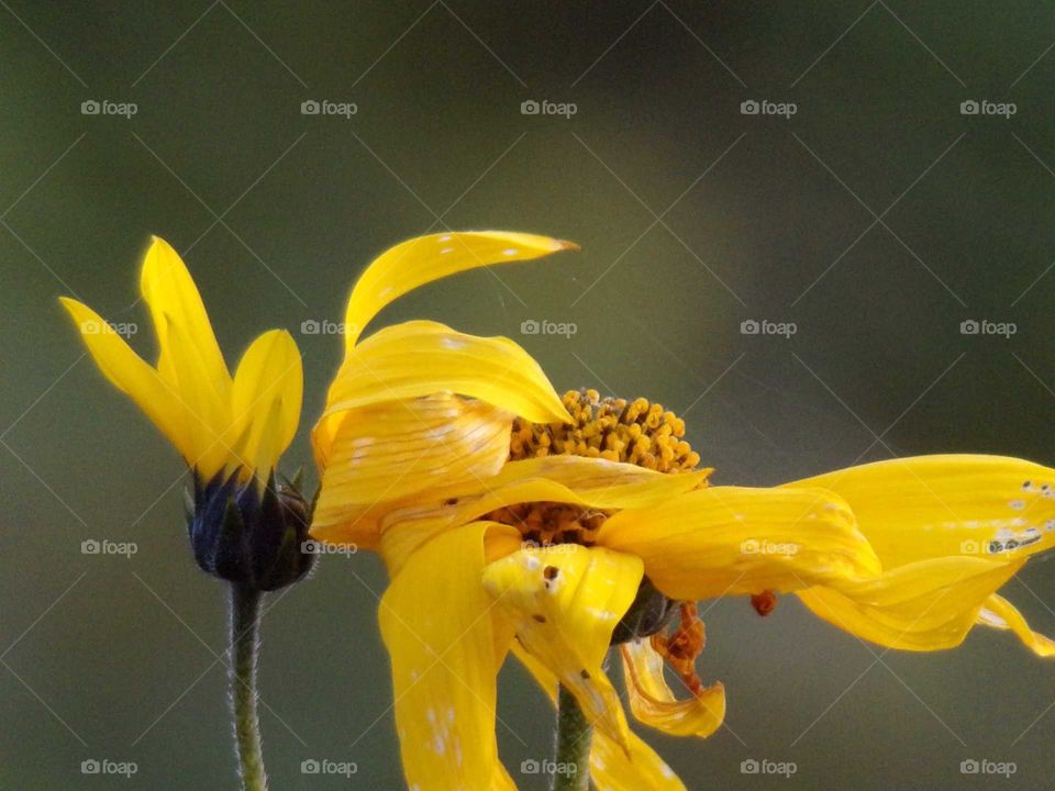 wehendes Blumenblatt im Wind