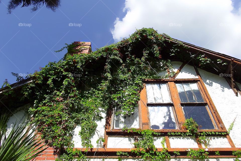 Abandoned house covered in Ivy.