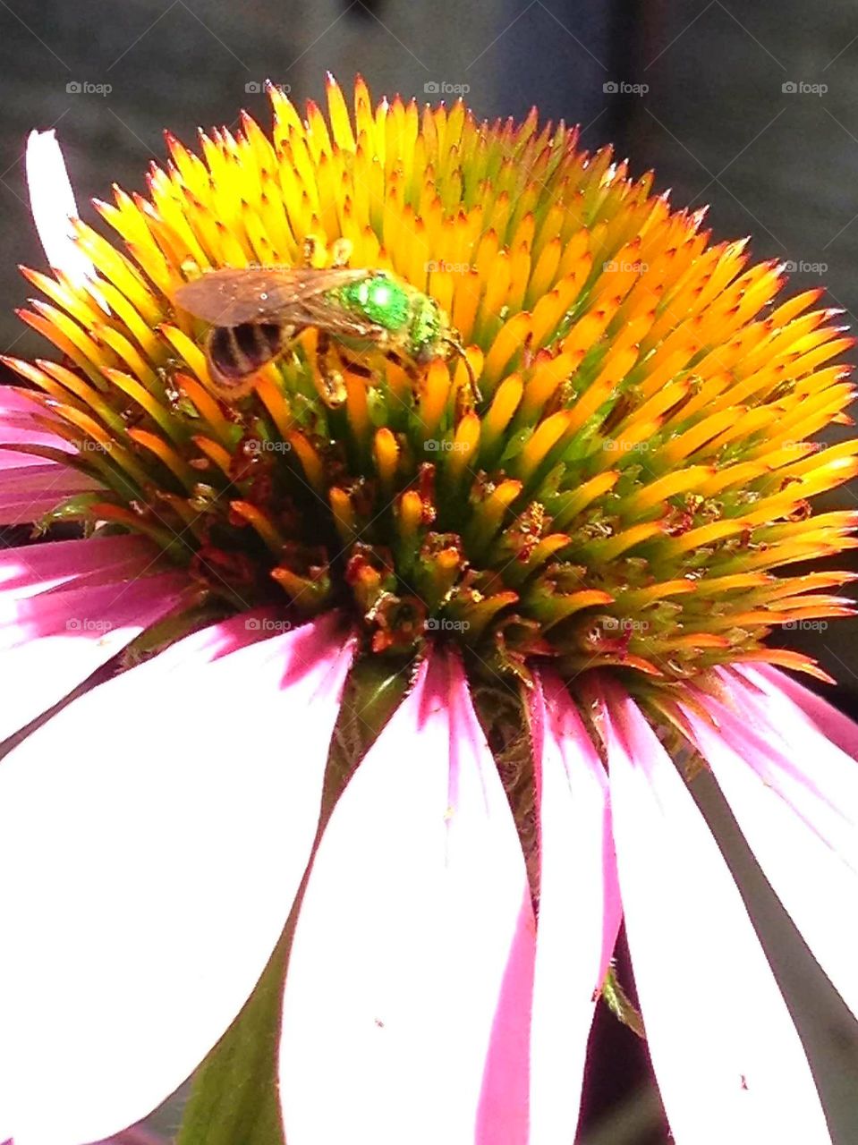 Macro of pink Coneflower center with bug in detail.