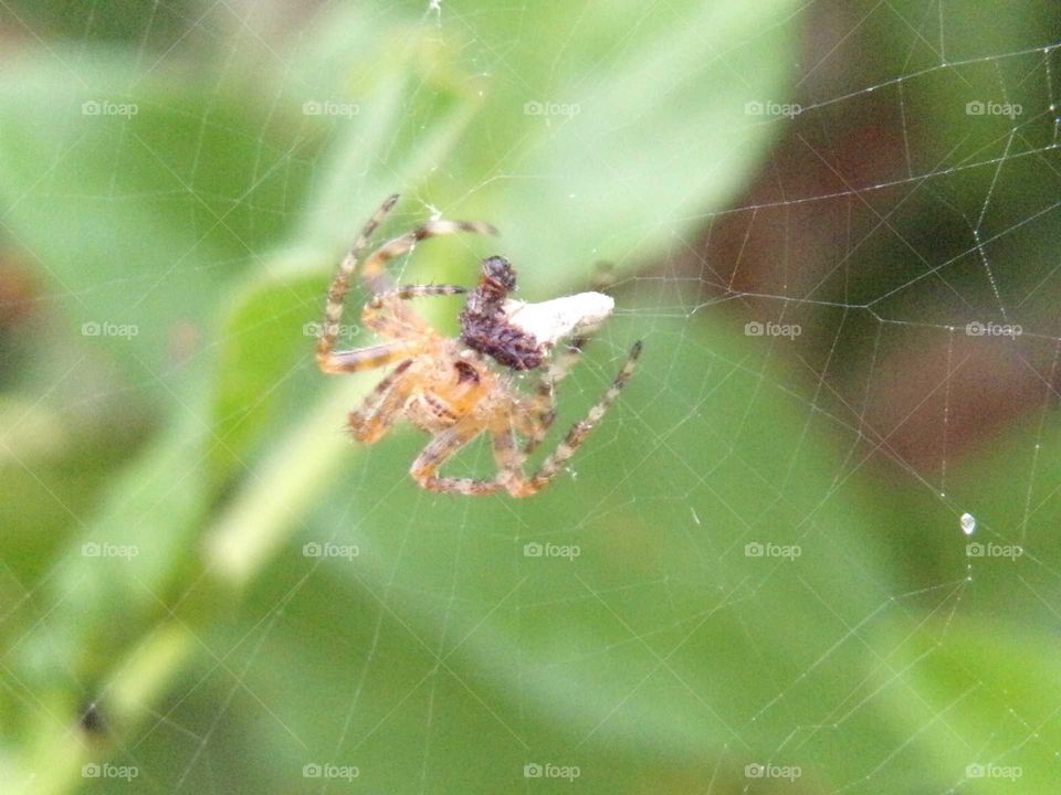 Spinne mit Beute