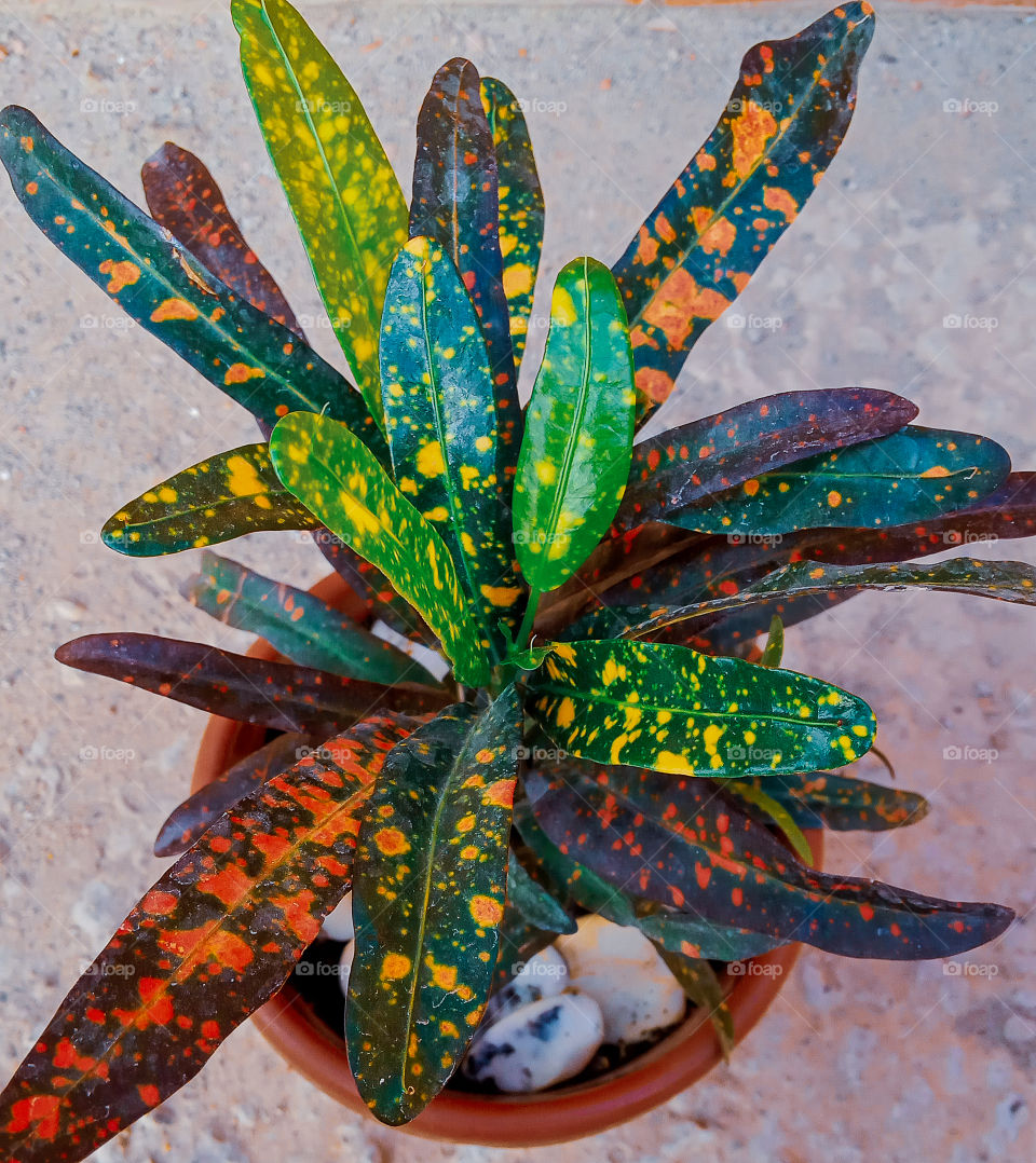 codiaeum variegatum an interior plant with multicoloured natural pattern