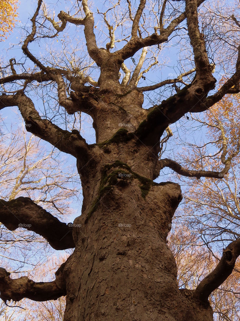 old beech tree trunk in autumn