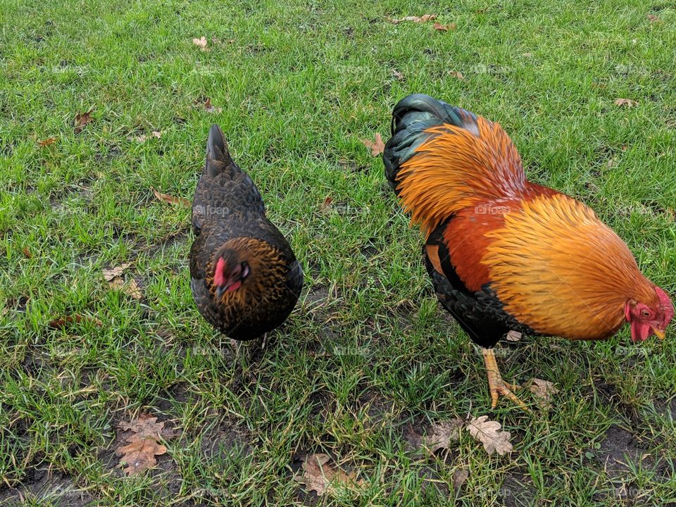 Roosters in the Park