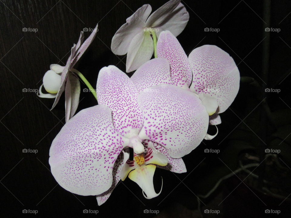 indoor flowers -orchid
