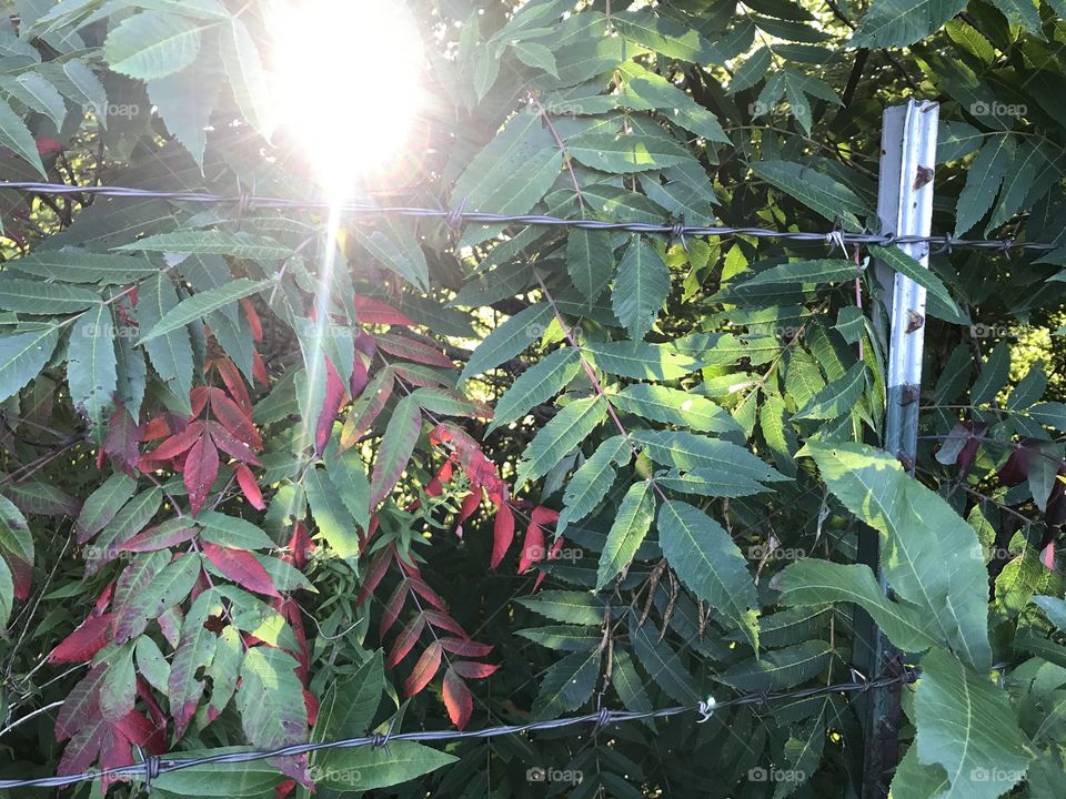 Fence Row in Fading Light