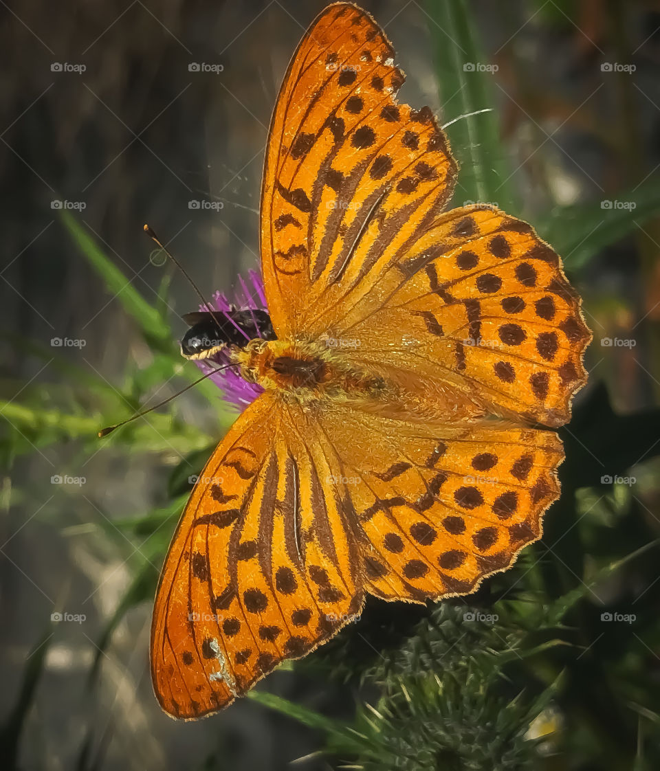 Butterfly is sharing the blossom with a wild bei