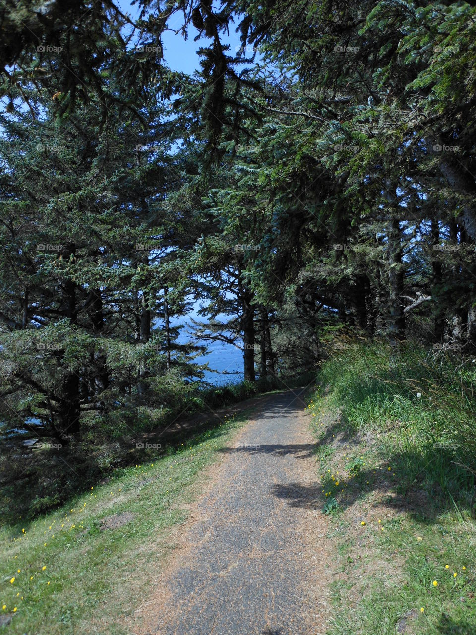 Path through coastal forest